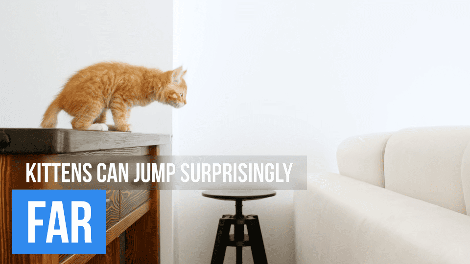 ginger kitten makes a jump in slow motion 2022 05 18 04 52 56 utc 3045024
